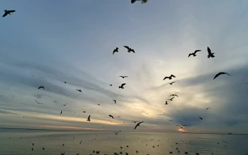 Free Stock Video Seagulls At Low Tide