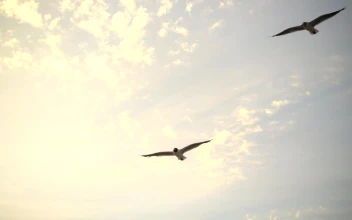 Free Stock Video Seagulls Coming In To Land