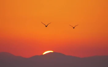 Free Stock Video Seagulls Flying Against A Bright Orange Sky