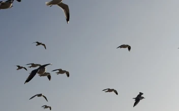 Free Stock Video Seagulls Flying Against The Wind