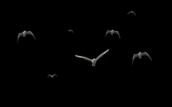 Free Stock Video Seagulls Flying In Black Background