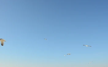 Free Stock Video Seagulls Flying In The Clear Sky