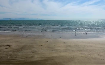 Free Stock Video Seagulls Flying On A Deserted Beach