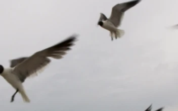 Free Stock Video Seagulls Flying On A Rainy Day