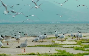 Free Stock Video Seagulls On The Boardwalk With The Sea In The Background