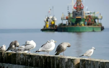 Free Stock Video Seagulls Standing On Logs And Ships In The Background
