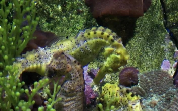 Free Stock Video Seahorses In A Fish Tank Close Up