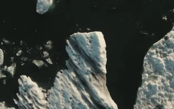 Free Stock Video Seals Swimming In A Bay