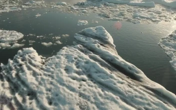Free Stock Video Seals Swimming In A Frozen Ocean
