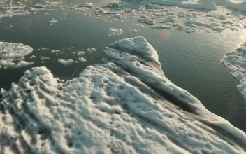 Free Stock Video Seals Swimming In Water Covered With Ice