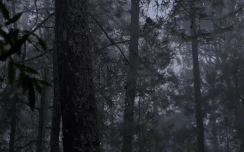 Free Stock Video Seasonal Snow Logo Reveal