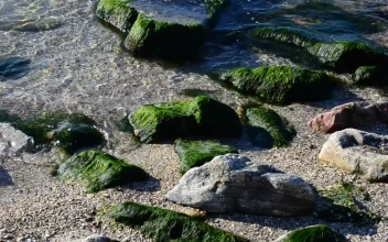 Free Stock Video Seaweed Covering Small Rocks