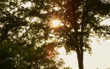 Free Stock Video Seeds Blowing In The Wind