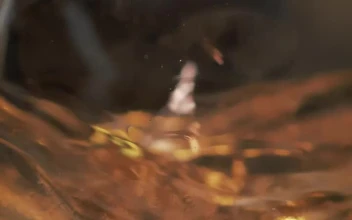 Free Stock Video Serving Champagne In A Glass In A Very Close Shot