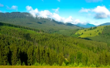 Free Stock Video Shadows Of The Clouds Above A Large Pine Forest  Large