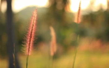 Free Stock Video Shallow Focus Of A Field In Autumn