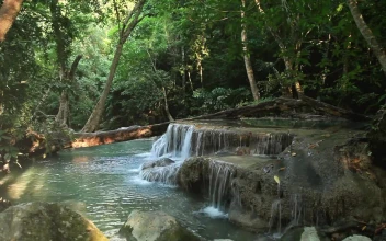 Free Stock Video Shallow Waterfall Hidden By Woodland