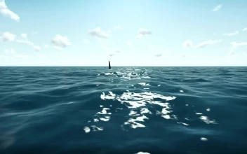 Free Stock Video Shark In The Ocean D Animation