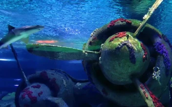 Free Stock Video Sharks Swimming Near A Sunken Plane