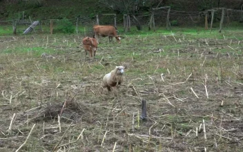 Free Stock Video Sheep And Calf Cow Fighting In The Field