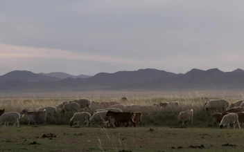 Free Stock Video Sheep And Goats Walking Through Grass Field