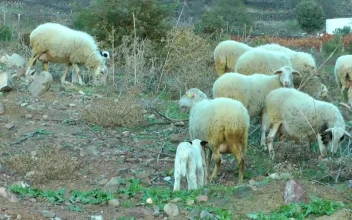 Free Stock Video Sheep And Lambs In The Countryside