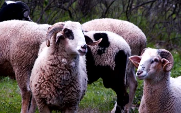 Free Stock Video Sheep Feeding
