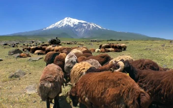 Free Stock Video Sheep Grazing In The Mountain Valley