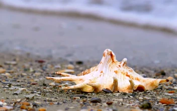 Free Stock Video Shell On The Sand On The Shore Of A Beach