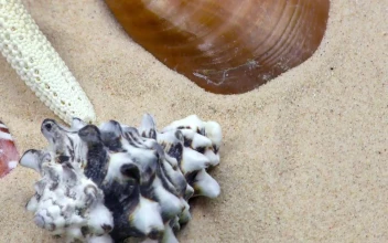 Free Stock Video Shells Oysters And Starfish On Sand Close Up