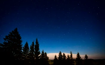 Free Stock Video Shooting Stars On A Night In The Woods