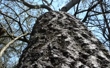 Free Stock Video Shot Going Through The Bark Of A Large Tree  Large