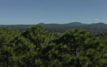 Free Stock Video Shot Rising Through A Sunny Forest Of Numerous Trees
