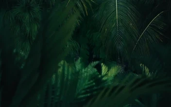 Free Stock Video Side By Side Tour Of A Computerized Jungle