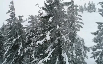 Free Stock Video Silent Winter Forest Full Of Mist