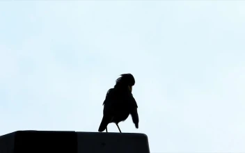 Free Stock Video Silhouette Of A Bird Against The Sky