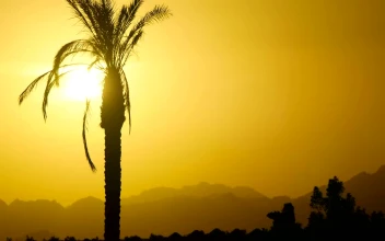 Free Stock Video Silhouette Of A Palm Tree At Sunset