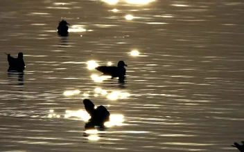 Free Stock Video Silhouette Of Ducks In The Water At Dusk