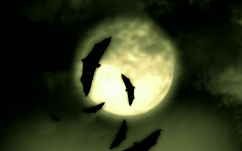 Free Stock Video Silhouettes Of Bats Flying Under The Full Moon