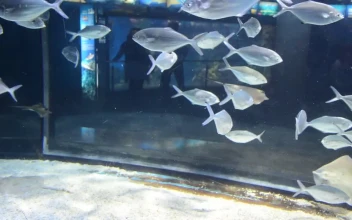 Free Stock Video Silver Fish In An Aquarium