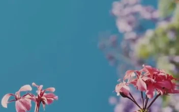Free Stock Video Simple Instagram Story