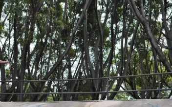 Free Video Stock Skater Going Down A Park Ramp
