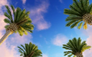 Free Video Stock Sky Of A Sunny Day With Birds And Palm Trees