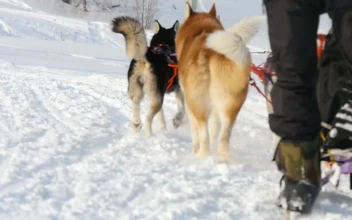 Free Video Stock Sled Dogs Pulling In The Snow
