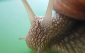 Free Video Stock Slimy Snail Moving Close Up
