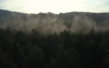 Free Video Stock Slow Aerial Tour Through A Mist Covered Forest