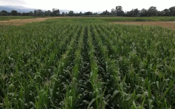 Free Video Stock Slow Air Travel Over A Wide Field Of Corn
