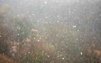 Free Video Stock Slow Falling Snow Over A Forest