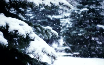 Free Video Stock Slow Motion Of Snow Falling In The Pine Forest