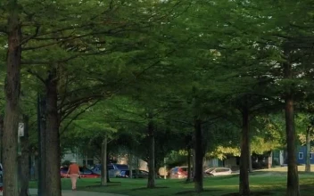 Free Video Stock Slowly Walking Down A Path In A Park